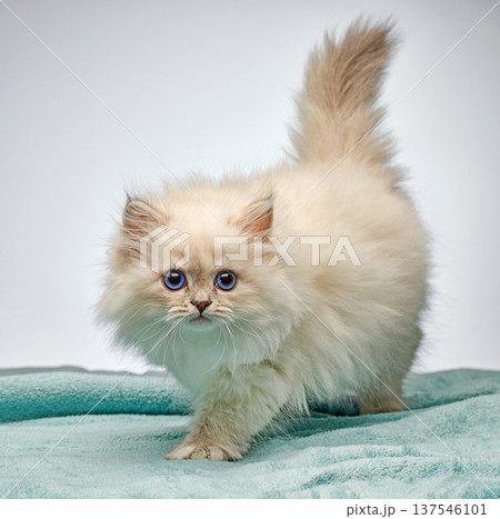 White Siberian colorpoint kitten Neva Masquerade with blue eyes White Siberian colorpoint kitten Neva Masquerade with blue eyes 137546101
