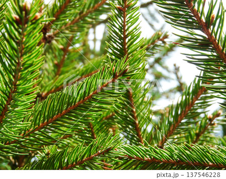 Close-up view of evergreen spruce trees branches with fresh buds and green lush dense needles. Close-up view of evergreen spruce trees branches with fresh buds and green lush dense needles. 137546228