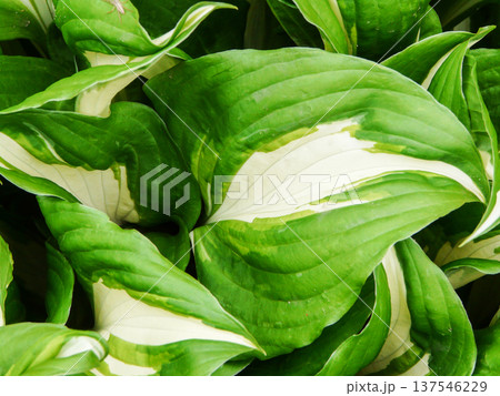 Undulata Mediovariegata Plantain lily or Hosta growing in garden, plant with green and white foliage 137546229