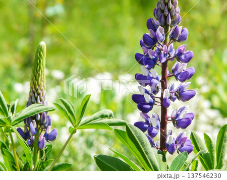 Gardening hobby and plant cultivating. Purple Lupine flowers blooming and growing in garden outdoors Gardening hobby and plant cultivating. Purple Lupine flowers blooming and growing in garden outdoors 137546230