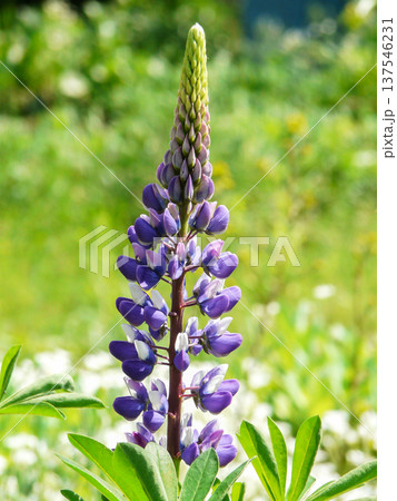 Gardening hobby and plant cultivating. Purple Lupine flowers blooming and growing in garden outdoors 137546231