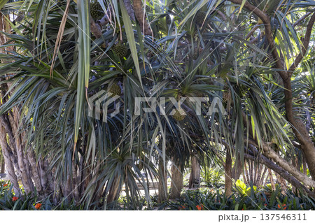 In Malaga, Spain, a close-up view of tropical plants with fruit growing on trees during daylight In Malaga, Spain, a close-up view of tropical plants with fruit growing on trees during daylight 137546311