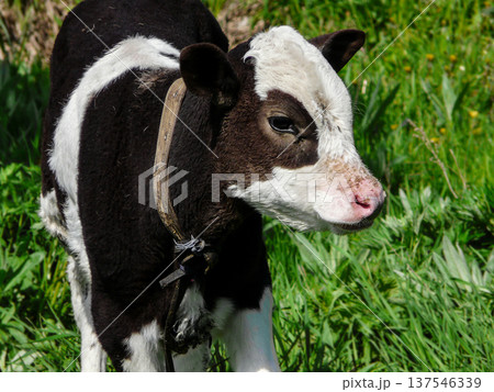 Young black and white Dutch cow standing on green meadow at farmland on pasture, livestock grazing. 137546339