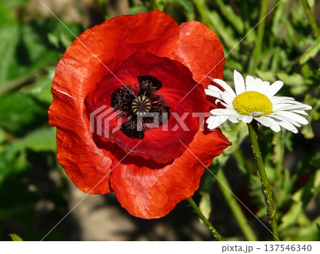 Summer in garden, red oriental poppy and chamomiles flowers blooming outdoors in backyard. 137546340