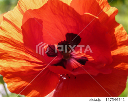 Summer in garden, red common oriental poppy or Papaver orientale flower plant blooming outdoors. 137546341
