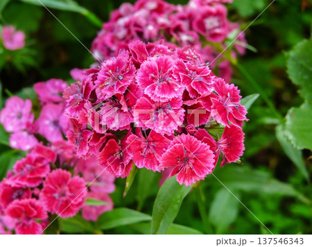 Pink lush blooming Bearded carnation flowers plant with dew props growing in summer garden. Pink lush blooming Bearded carnation flowers plant with dew props growing in summer garden. 137546343