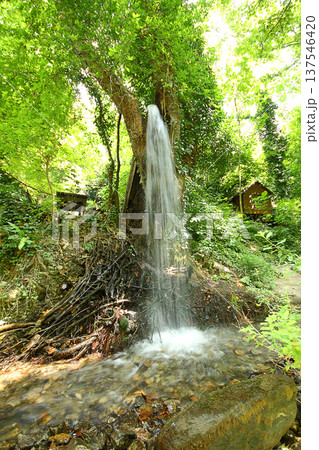 Waterfall green forest river stream landscape. Beautiful green nature concept, artistic bright green trees 137546420