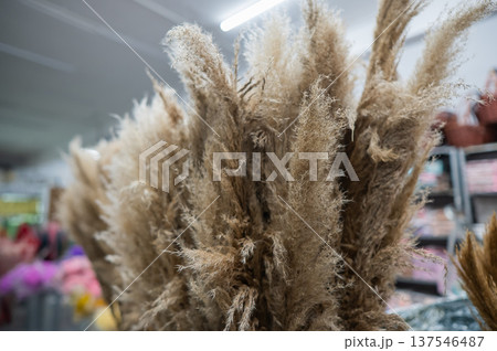 Multicolored dried flowers in the store. Multicolored dried flowers in the store. 137546487