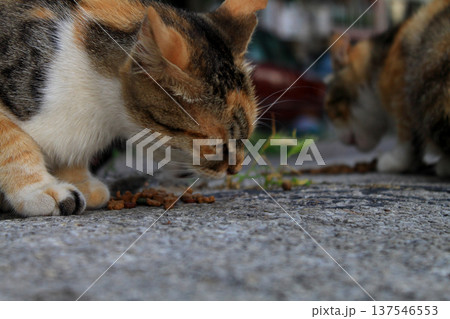 cute cat eating food 137546553