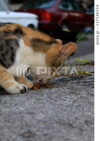 cute cat eating food cute cat eating food 137546554