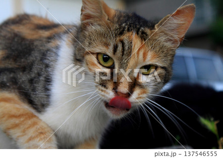 cute cat eating food 137546555