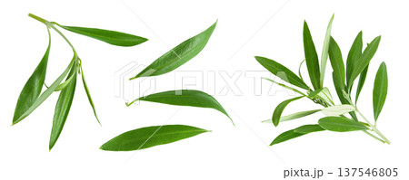 Olive green leaves isolated on white background. Top view. Flat lay. Olive green leaves isolated on white background. Top view. Flat lay. 137546805