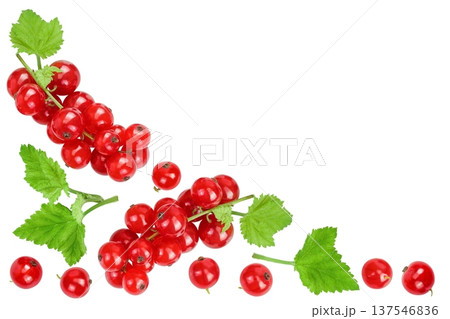 Red currant berries isolated on white background. Top view with copy space for your text. Flat lay 137546836