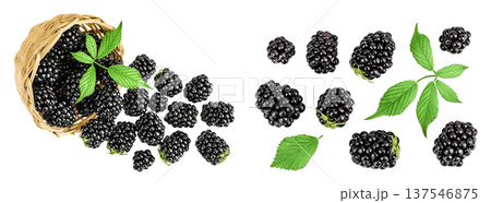 blackberry in a wicker basket isolated on a white background. Top view. Flat lay 137546875