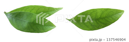Green lychee leaf isolated on a white background 137546904