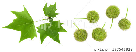 Platanus tree, sycamore leave and fruit isolated on white background. Top view. Flat lay 137546928