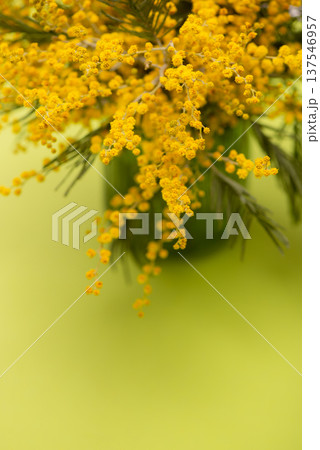 Beautiful fluffy mimosa flowers close up against a colored background. Spring compositions well for Womens day, Mothers day or Easter celebrations, seasonal decor or social media posts background 137546957