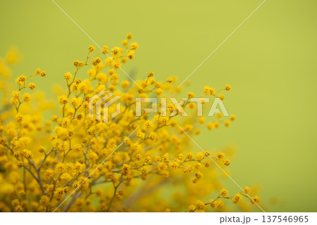 Beautiful fluffy mimosa flowers close up against a colored background. Spring compositions well for Womens day, Mothers day or Easter celebrations, seasonal decor or social media posts background Beautiful fluffy mimosa flowers close up against a colored background. Spring compositions well for Womens day, Mothers day or Easter celebrations, seasonal decor or social media posts background 137546965