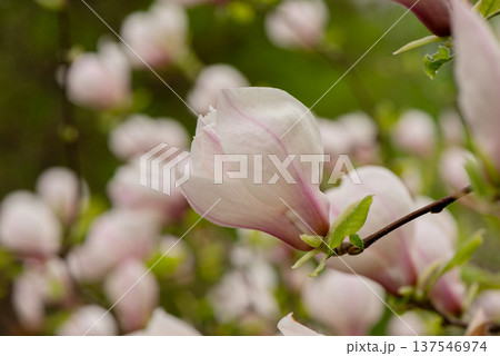 Beautiful Pink magnolia blooming in the spring garden. Blooming magnolia flower close up with soft bokeh. 137546974