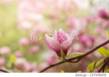 Beautiful Pink magnolia blooming in the spring garden. Blooming magnolia flower close up with soft bokeh. 137546976