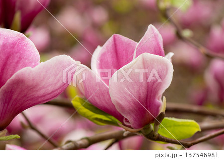 Beautiful Pink magnolia blooming in the spring garden. Blooming magnolia flower close up with soft bokeh. Beautiful Pink magnolia blooming in the spring garden. Blooming magnolia flower close up with soft bokeh. 137546981