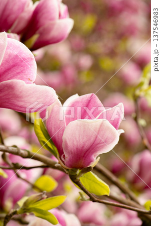 Beautiful Pink magnolia blooming in the spring garden. Blooming magnolia flower close up with soft bokeh. 137546983