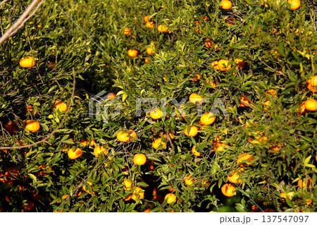 Orange mandarin on the tree Orange mandarin on the tree 137547097