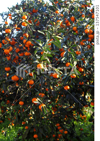 Orange mandarin on the tree 137547101