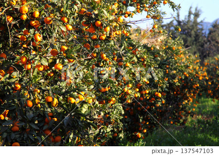 Orange mandarin on the tree Orange mandarin on the tree 137547103