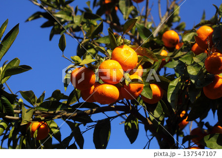 Orange mandarin on the tree Orange mandarin on the tree 137547107
