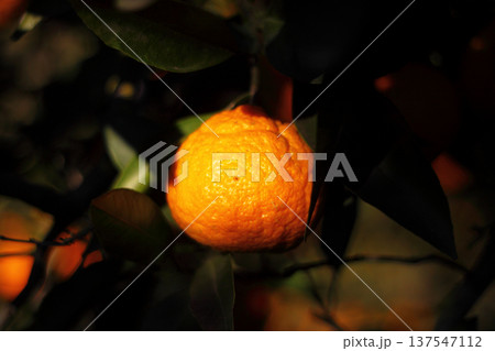 Orange mandarin on the tree Orange mandarin on the tree 137547112