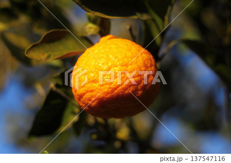 Orange mandarin on the tree Orange mandarin on the tree 137547116