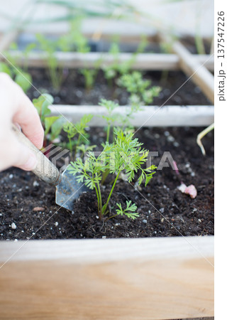 Human hand using a hand shovel in growing table with carrots Human hand using a hand shovel in growing table with carrots 137547226