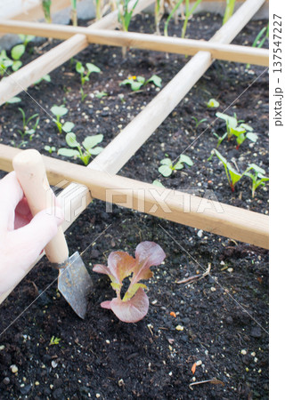 Lettuces growing on a domestic growing table. Urban environment, Spain Lettuces growing on a domestic growing table. Urban environment, Spain 137547227