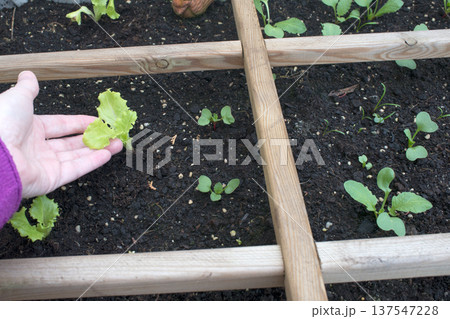 Lettuces growing on a domestic growing table. Urban environment, Spain 137547228