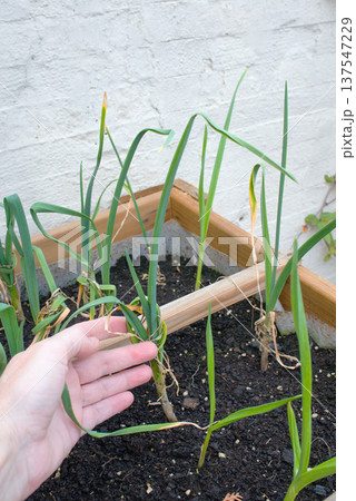 Human hand taking care of garlic plants Human hand taking care of garlic plants 137547229