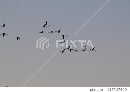 flamingos in the sky 137547449
