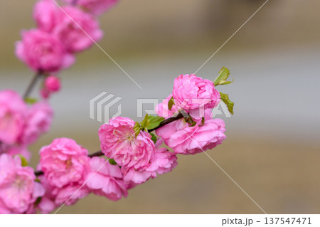Pink cherry blossoms on branch with soft bokeh background Pink cherry blossoms on branch with soft bokeh background 137547471