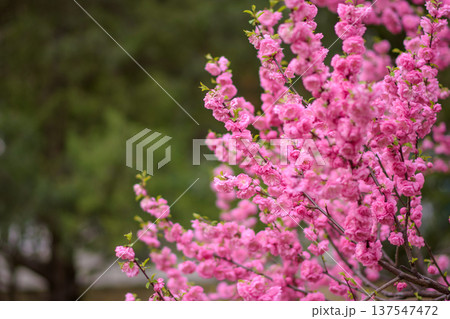 Pink Cherry Blossoms Blooming in Spring Pink Cherry Blossoms Blooming in Spring 137547472