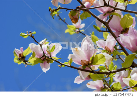 Pink magnolia blossoms on branches against blue spring sky Pink magnolia blossoms on branches against blue spring sky 137547475