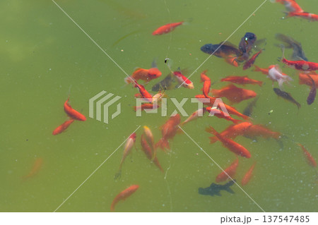 Fishing float above pond with goldfish swimming below 137547485