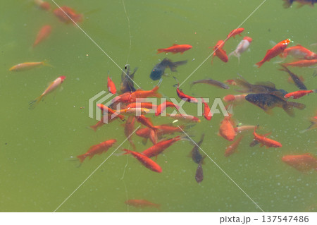 Fishing float above pond with goldfish swimming below Fishing float above pond with goldfish swimming below 137547486