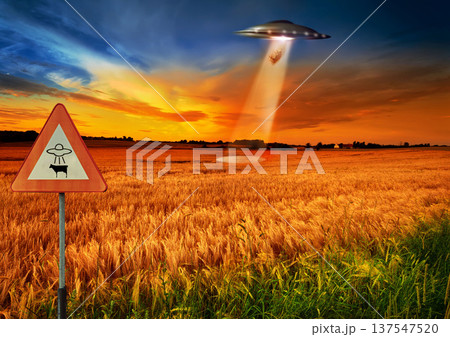 Cow abduction, ufo and spaceship light in countryside for mission, science fiction and fantasy in sky. Spacecraft, field and flying saucer from outer space for invasion, futuristic and mystery Cow abduction, ufo and spaceship light in countryside for mission, science fiction and fantasy in sky. Spacecraft, field and flying saucer from outer space for invasion, futuristic and mystery 137547520