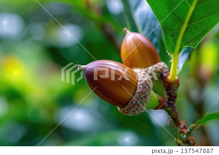 Close up View of Acorn Nuts Developing on a Tree Branch in a Garden With Green Leaves Close up View of Acorn Nuts Developing on a Tree Branch in a Garden With Green Leaves 137547887