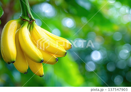 Bananas Grow on Tree in Garden With Green Leaves and Space for Text in Background Bananas Grow on Tree in Garden With Green Leaves and Space for Text in Background 137547903