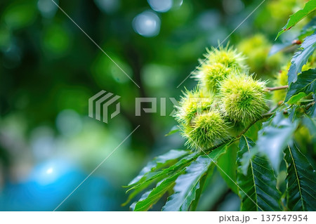 Chestnuts Are Growing on the Branch in a Garden 137547954