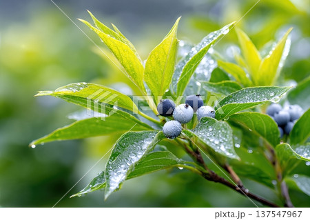 Dogwood Berries Close up With Raindrops in a Garden Setting During the Growing Season 137547967