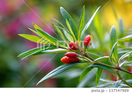 Goji Berries Grow on Plants in a Garden During Sunny Weather in the Afternoon Light 137547989