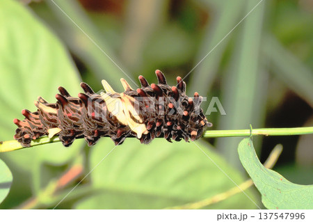 ジャコウアゲハの幼虫 ジャコウアゲハの幼虫 137547996
