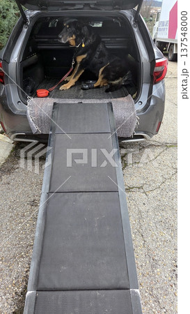 Dog safety and mobility with car ramp for easy vehicle access Dog safety and mobility with car ramp for easy vehicle access 137548000
